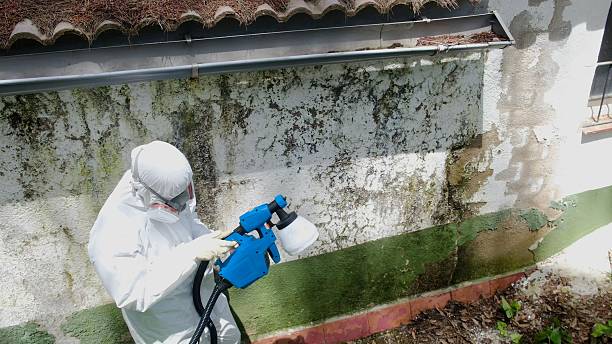 Mold Remediation service in Wrightsville, Wrightsville, GA